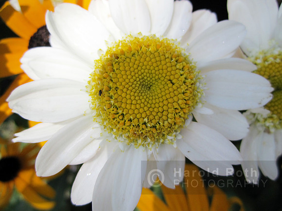 flower89_hr