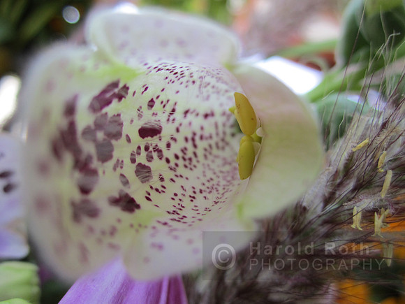 flower91_hr