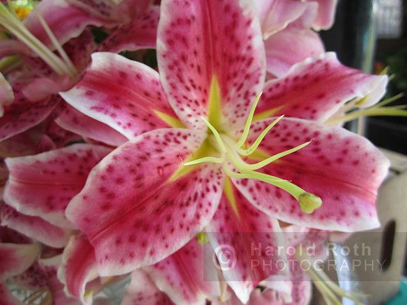 flower92_hr