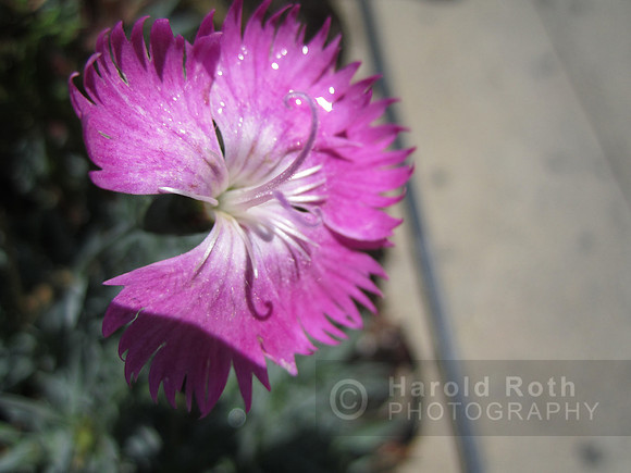 flower93_hr