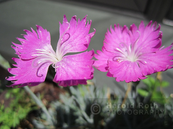flower94_hr