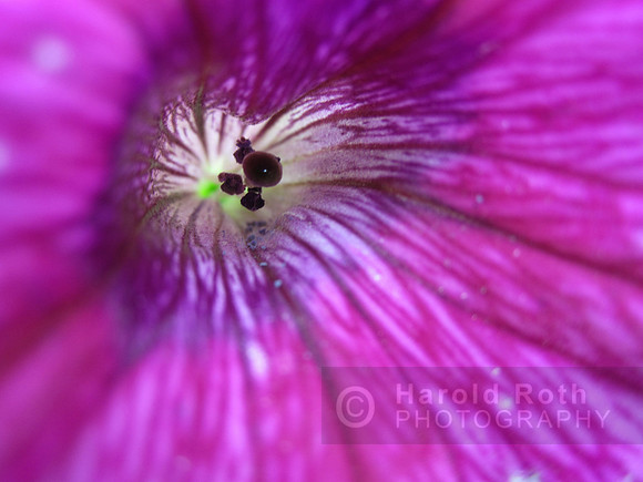flower96_hr