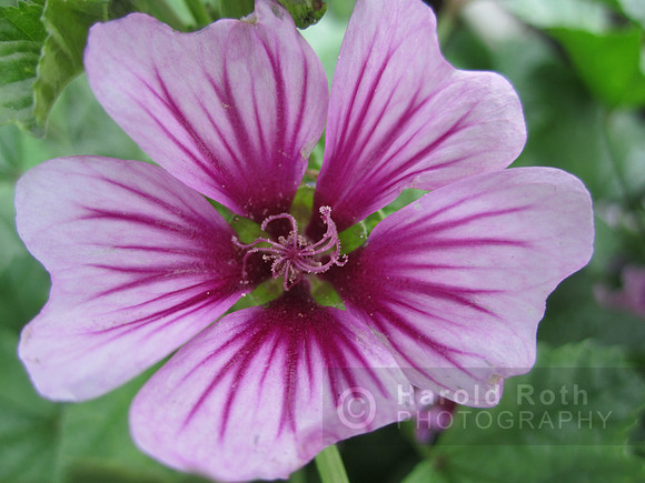 flower97_hr