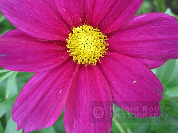 flower98_hr