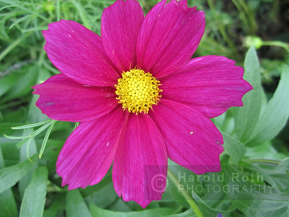 flower99_hr