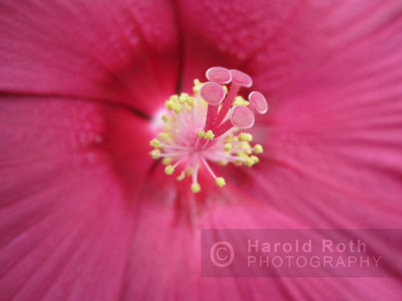 flower101_hr