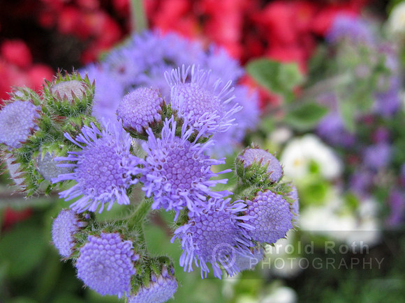 flower100_hr
