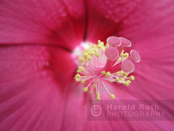 flower102_hr