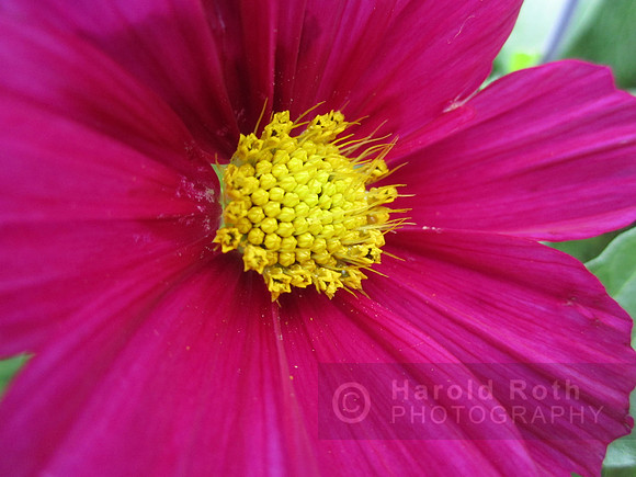 flower104_hr