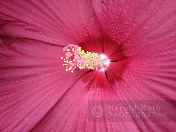 flower103_hr