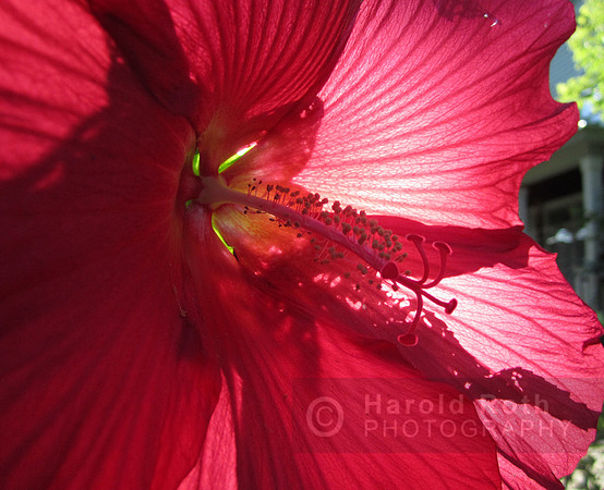 flower107_hr