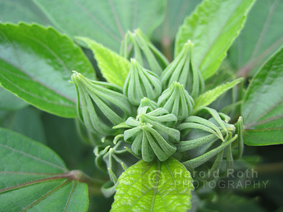 flower105_hr