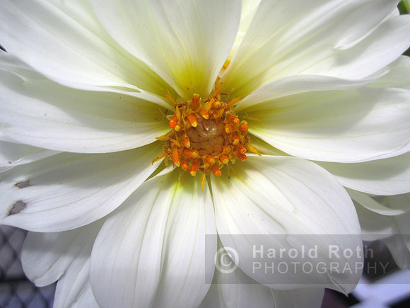 flower108_hr