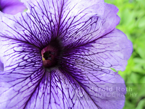 flower106_hr