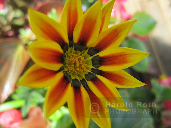 flower112_hr