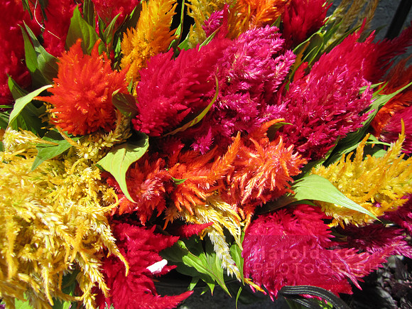 flower110_hr