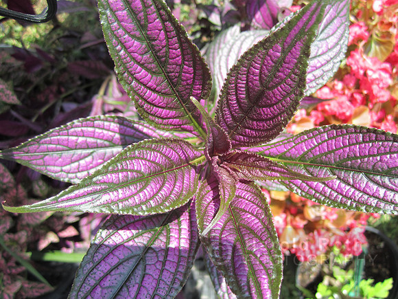 flower111_hr
