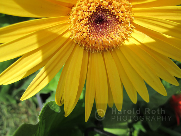 flower113_hr