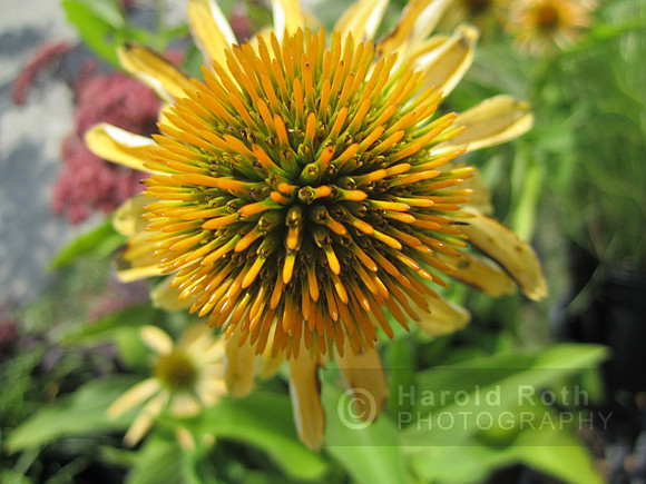 flower114_hr
