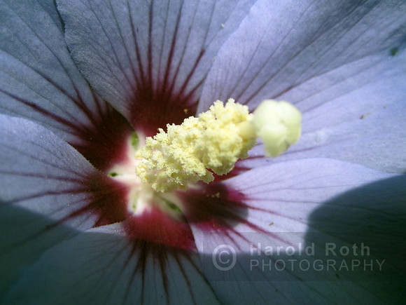 flower115_hr
