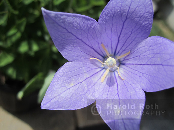 flower117_hr