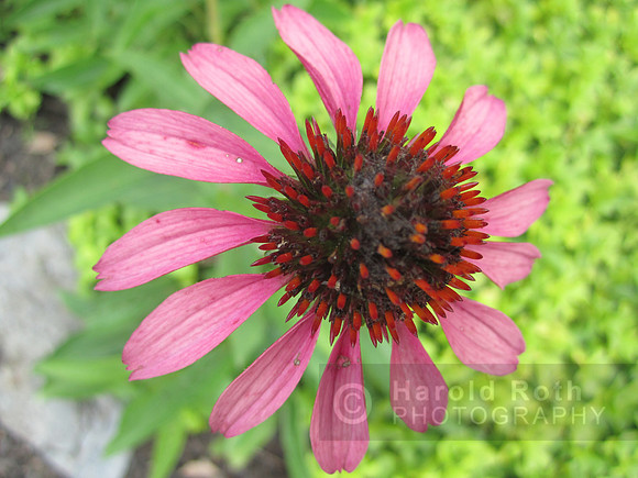 flower119_hr