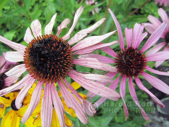 flower120_hr