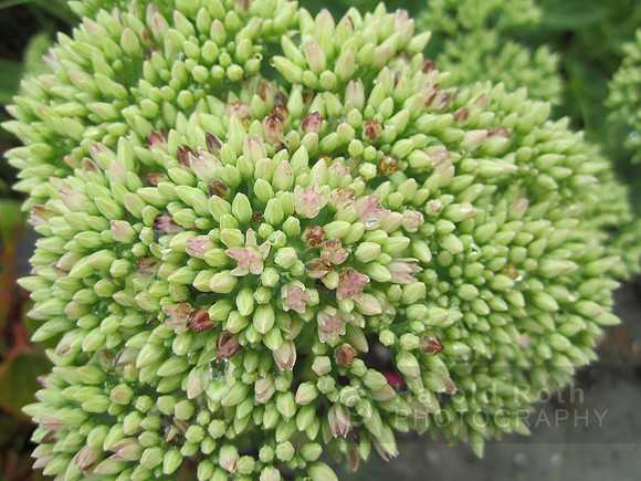 flower121_hr