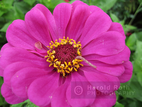 flower123_hr
