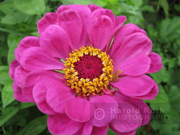 flower124_hr