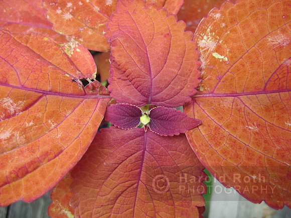flower122_hr