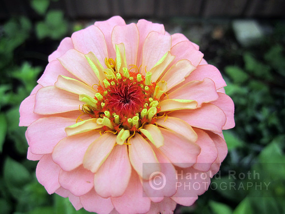 flower125_hr