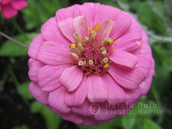 flower127_hr