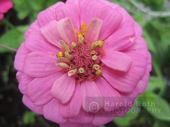 flower128_hr
