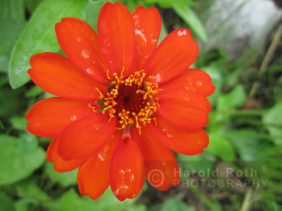 flower129_hr