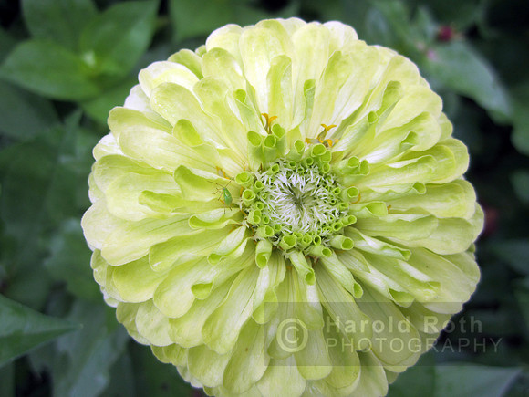 flower126_hr