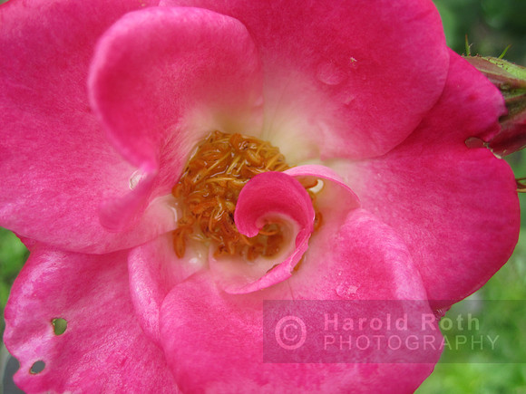 flower130_hr