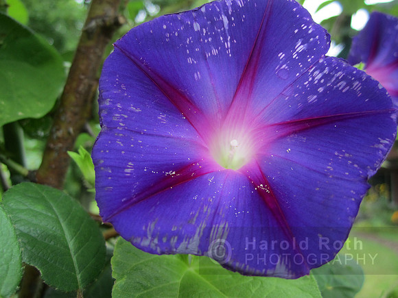 flower131_hr