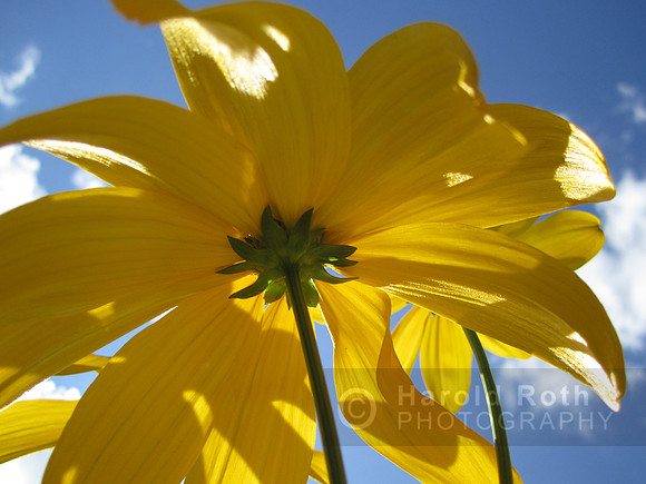 flower135_hr