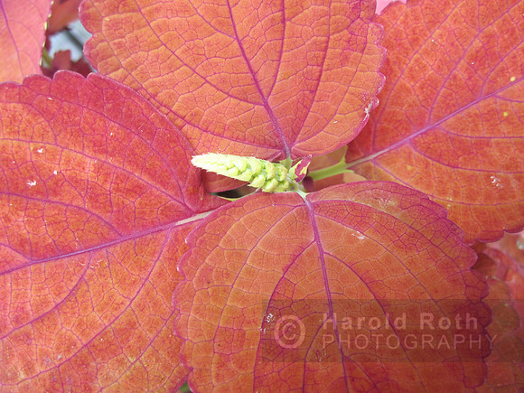 flower132_hr