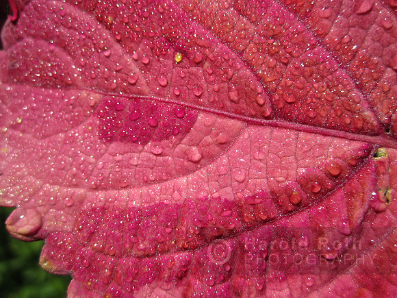 flower134_hr