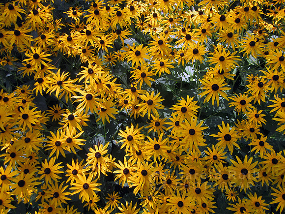 flower136_hr