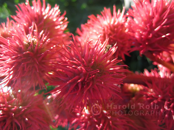flower139_hr