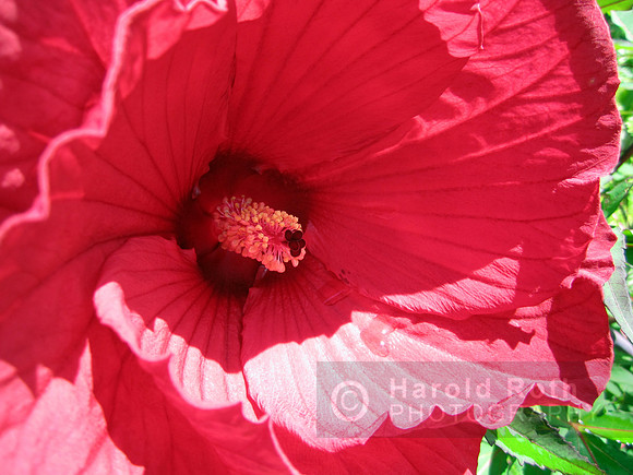 flower137_hr