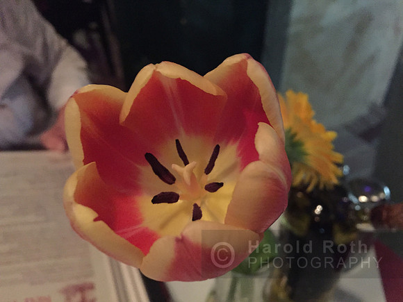 flower216