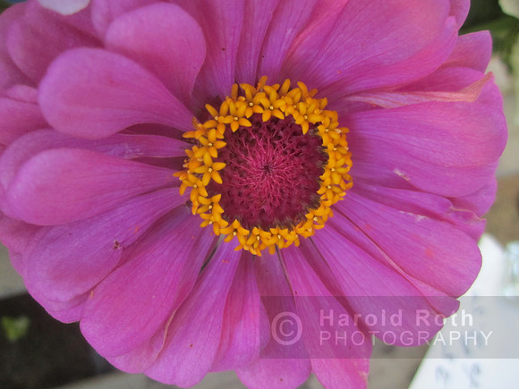 flowers01