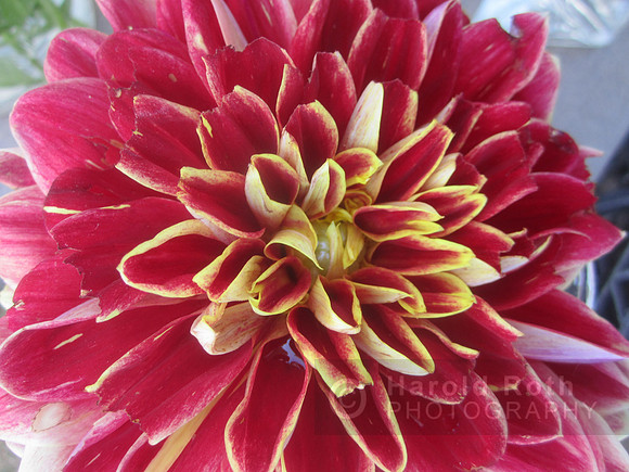 flowers02