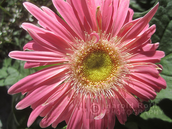 flowers04