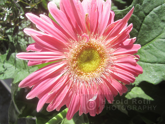 flowers06