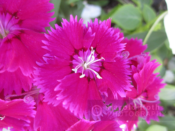 flowers08